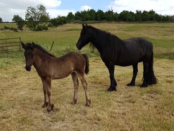 Fell pony foal Lucky Lady