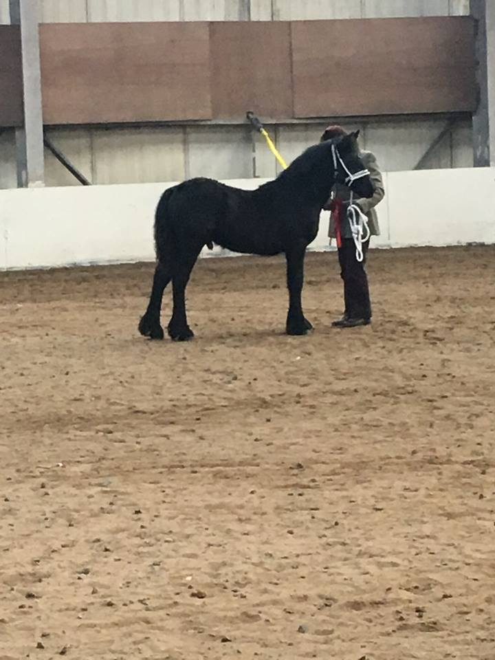 Rackwood Yogi at Scottish and Northern Foal of the Year Show