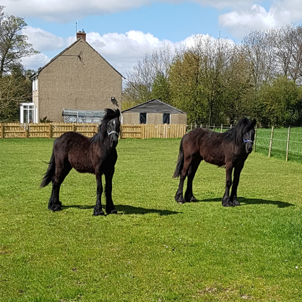 yearlings Yogi & Merlin April 2018