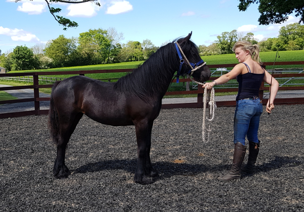 Black Fell pony filly and her handler