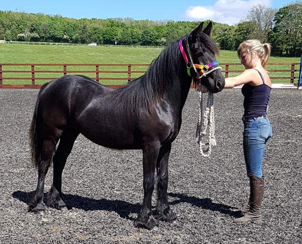 Black Fell pony filly and her handler