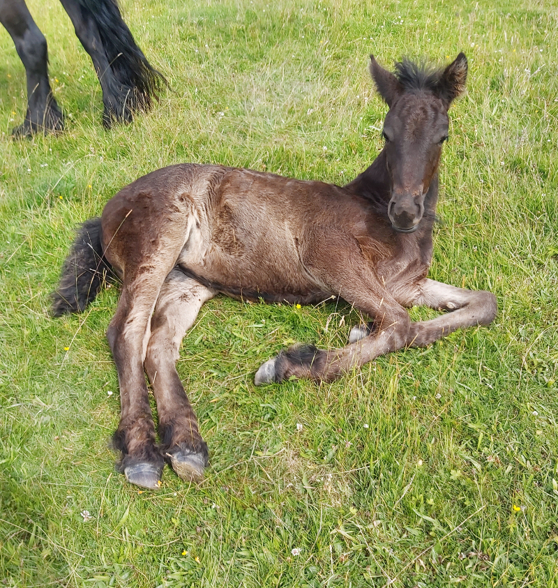 black fell pony foal lying down