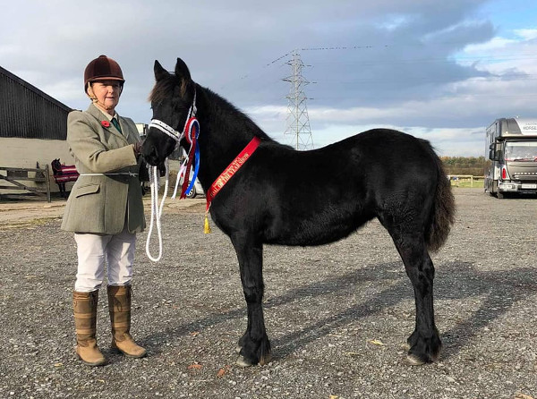 black fell pony filly with championship sash