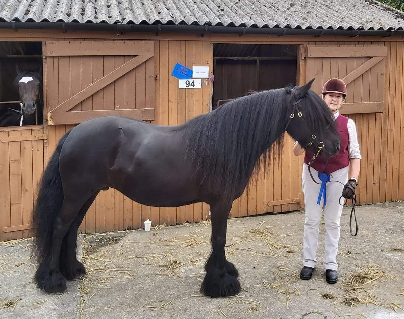 black fell pony mare