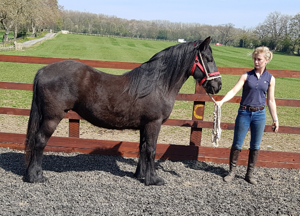 black fell pony mare