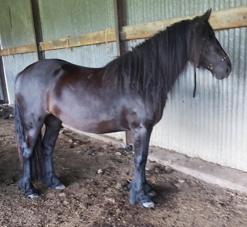 black fell pony standing in a shed