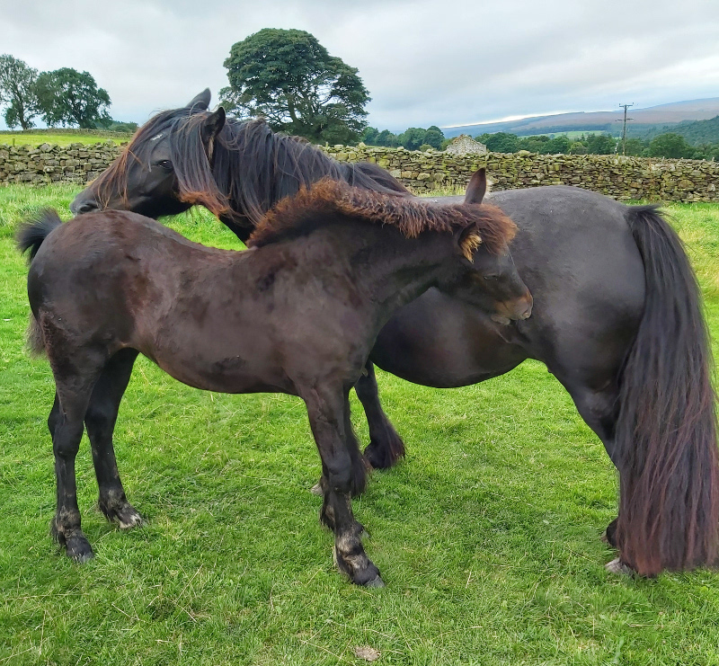 black fell pony mare and foal