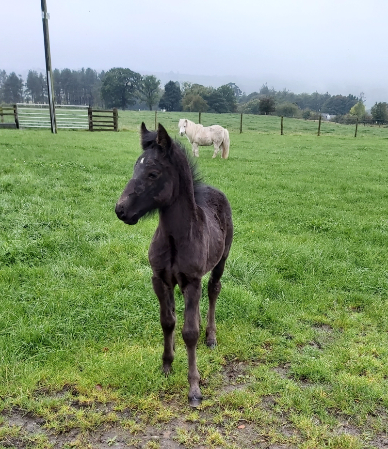 orphan foal and companion