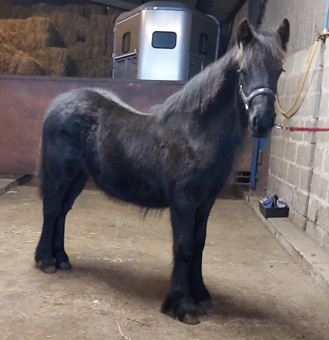 black fell pony filly