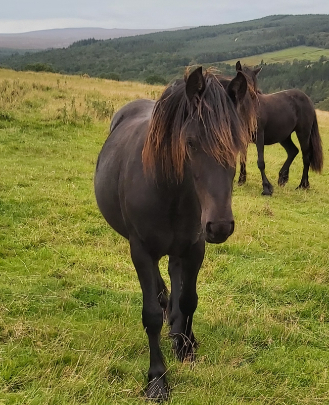 black fell pony filly Rackwood Autumn dew