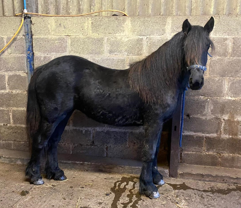 black fell pony filly