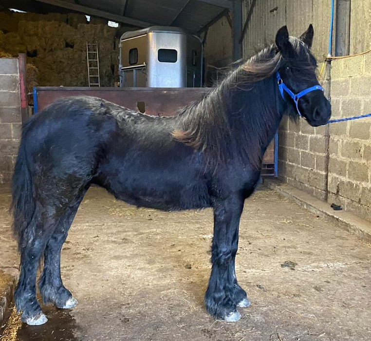 black fell pony filly 