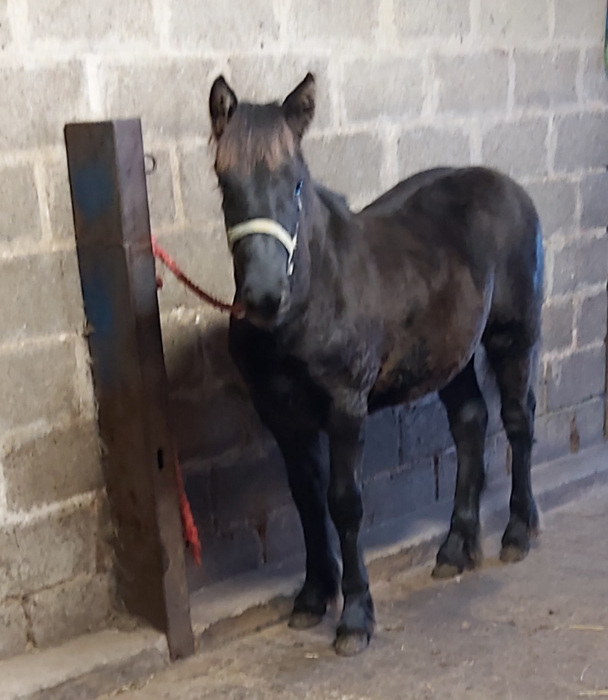 black fell pony filly foal in a building