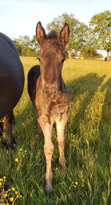 black filly foal