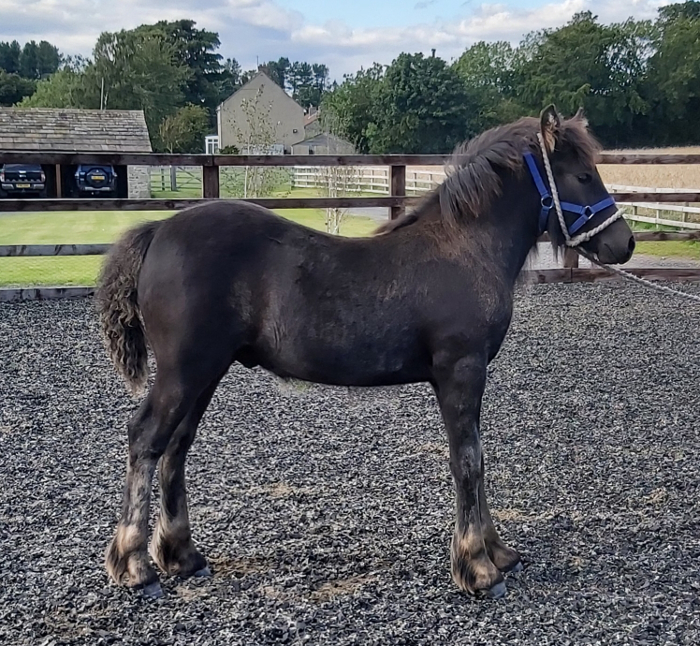 black fell pony foal Captain Tom