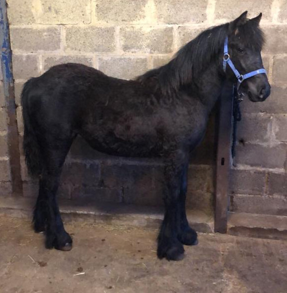 black Fell pony filly in a yard