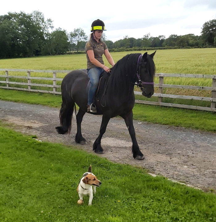 black fell pony being ridden