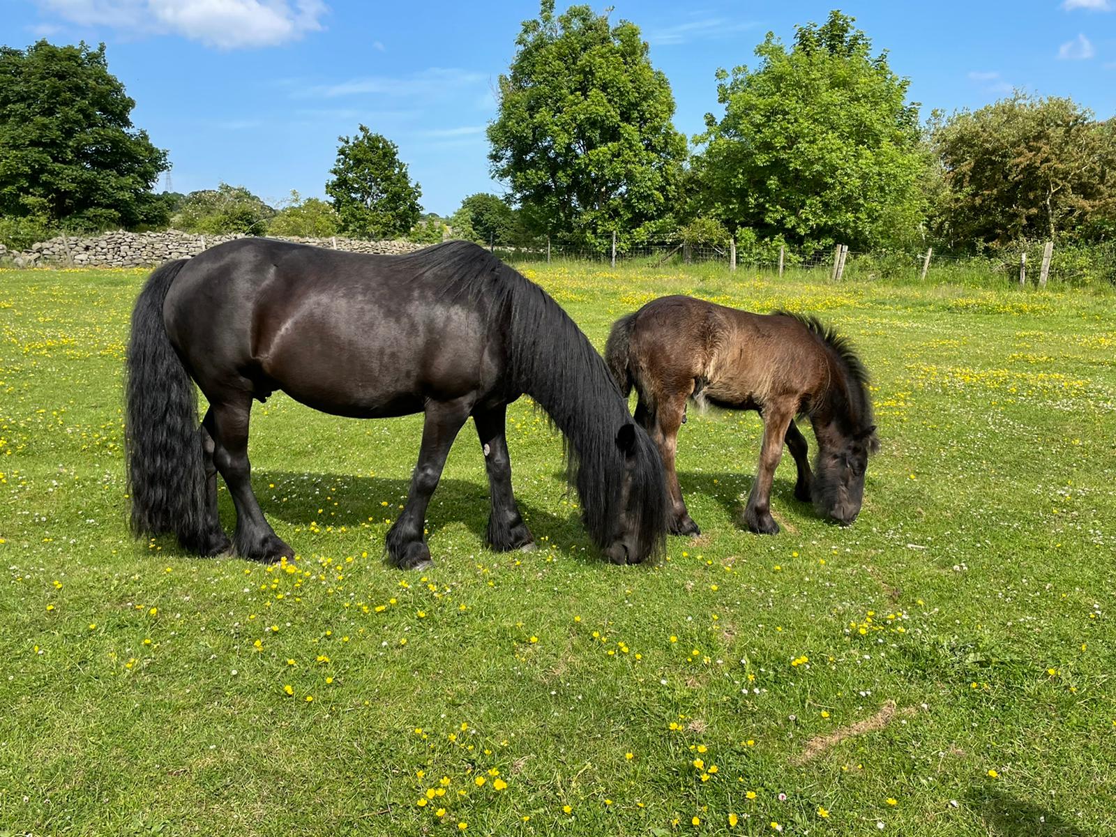 Rackwood Black Magic & Rackwood Dynamo