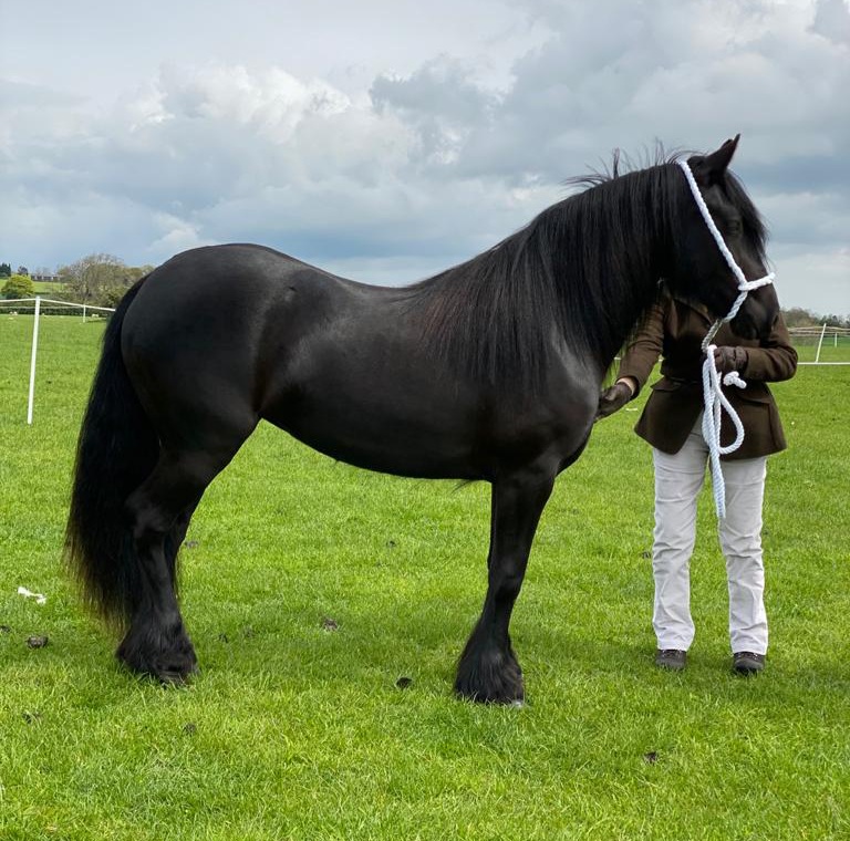 Rackwood Bonnie Lass at Native Pony Festival 23-05-2021