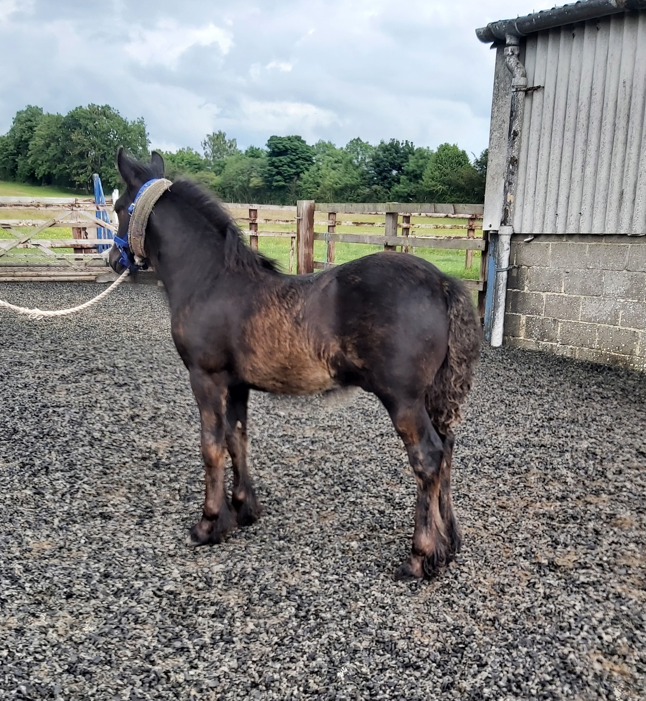 black fell pony foal being halter trained