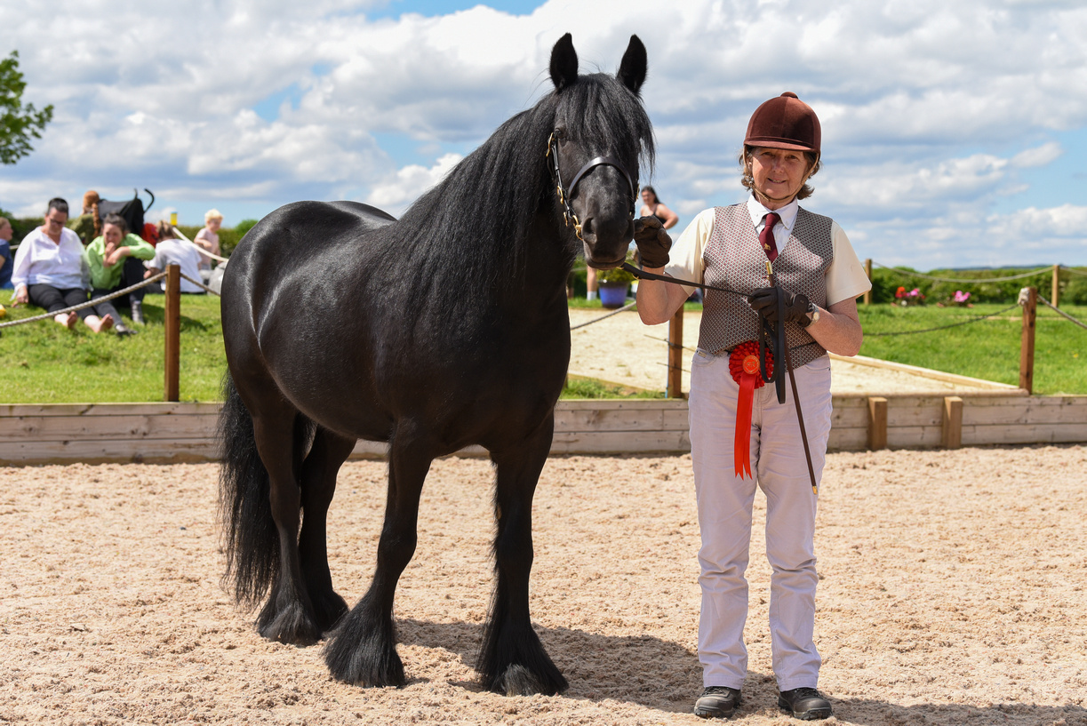 black fell mare with winning rosettes