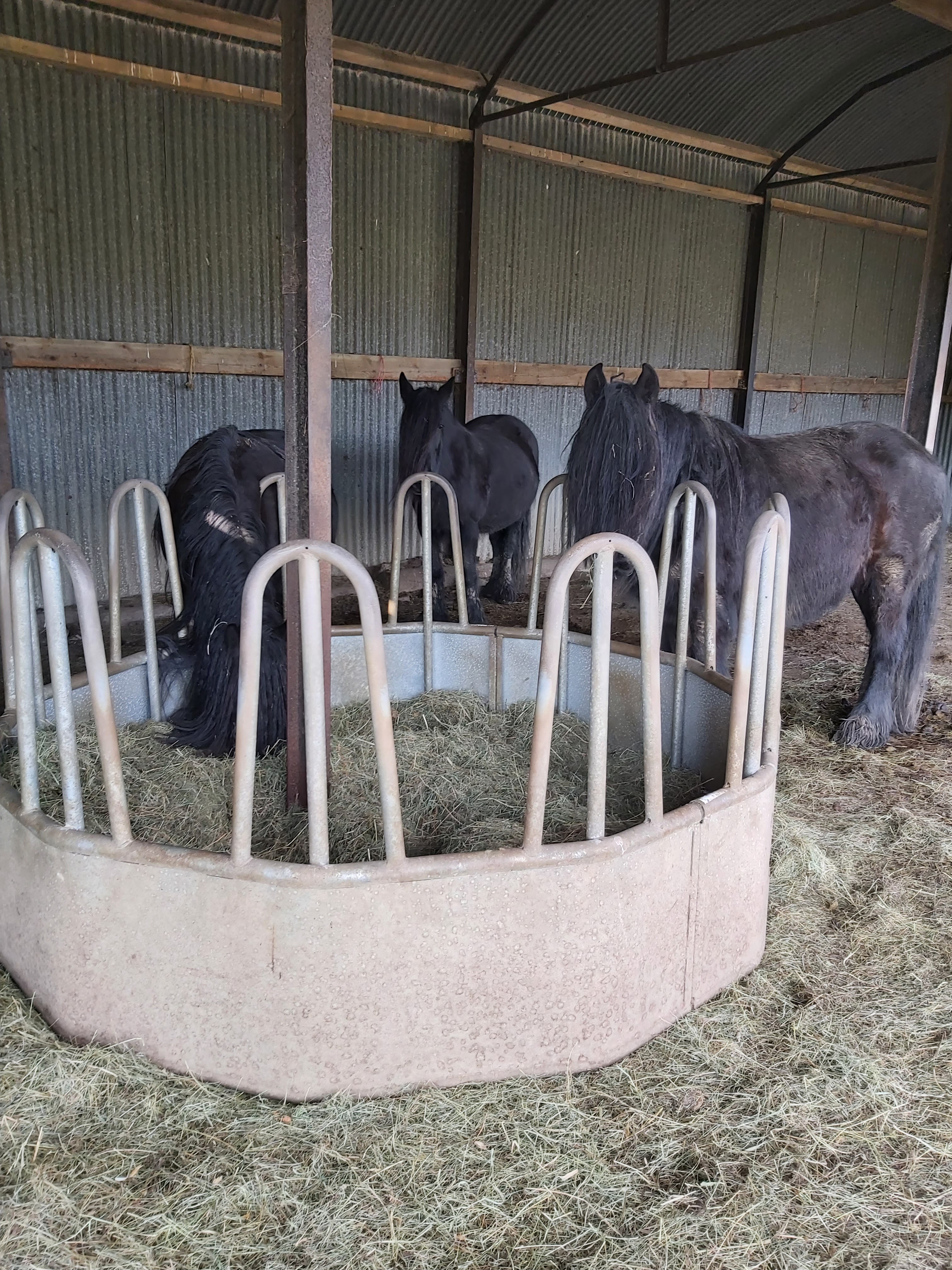 mares indoors round a ring-feeder