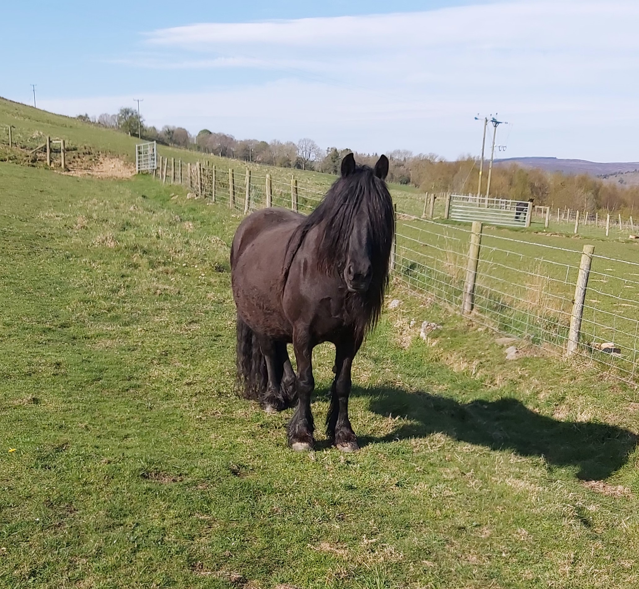 in-foal black mare in a field