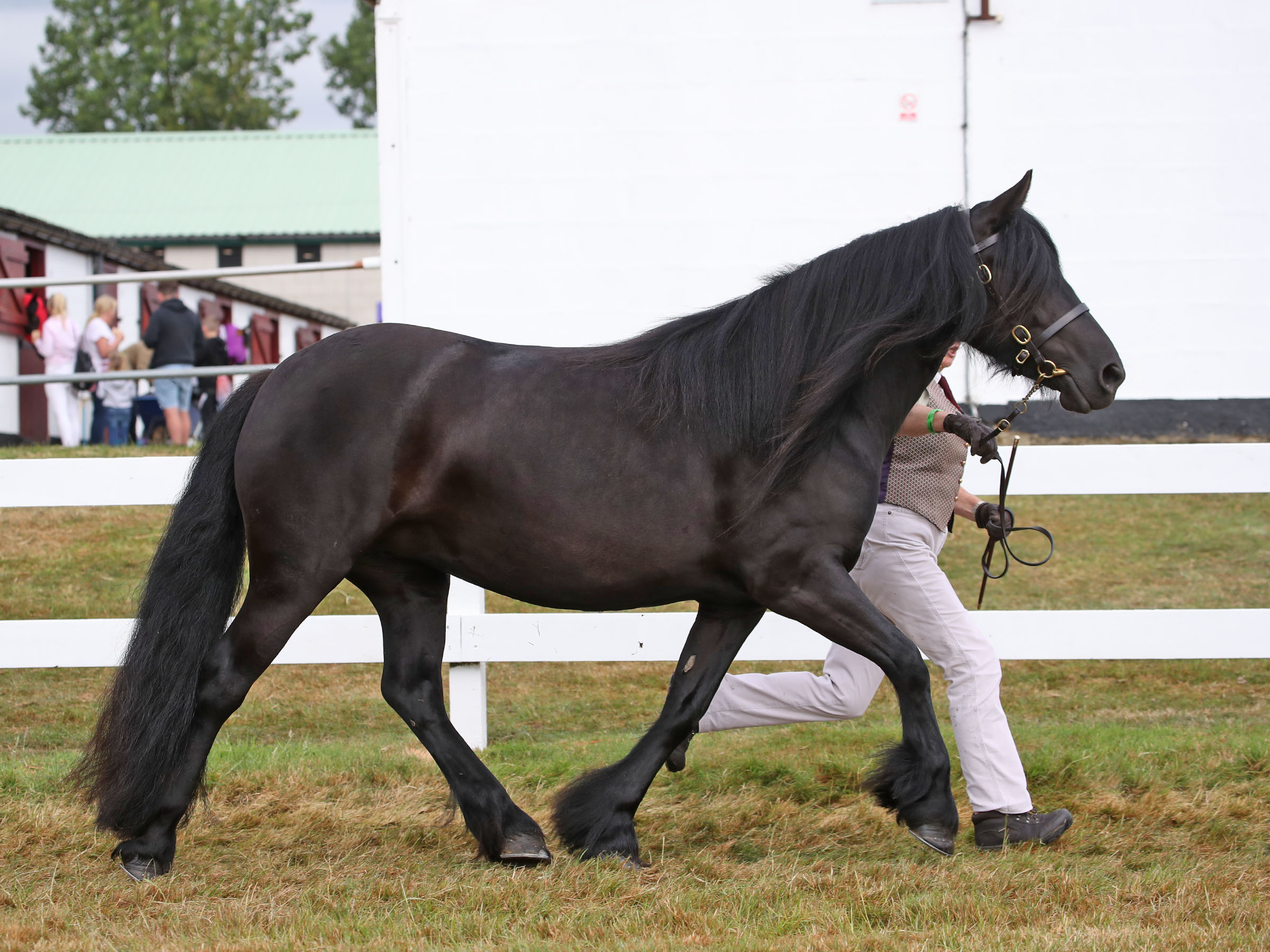 black pony trotting beside handler