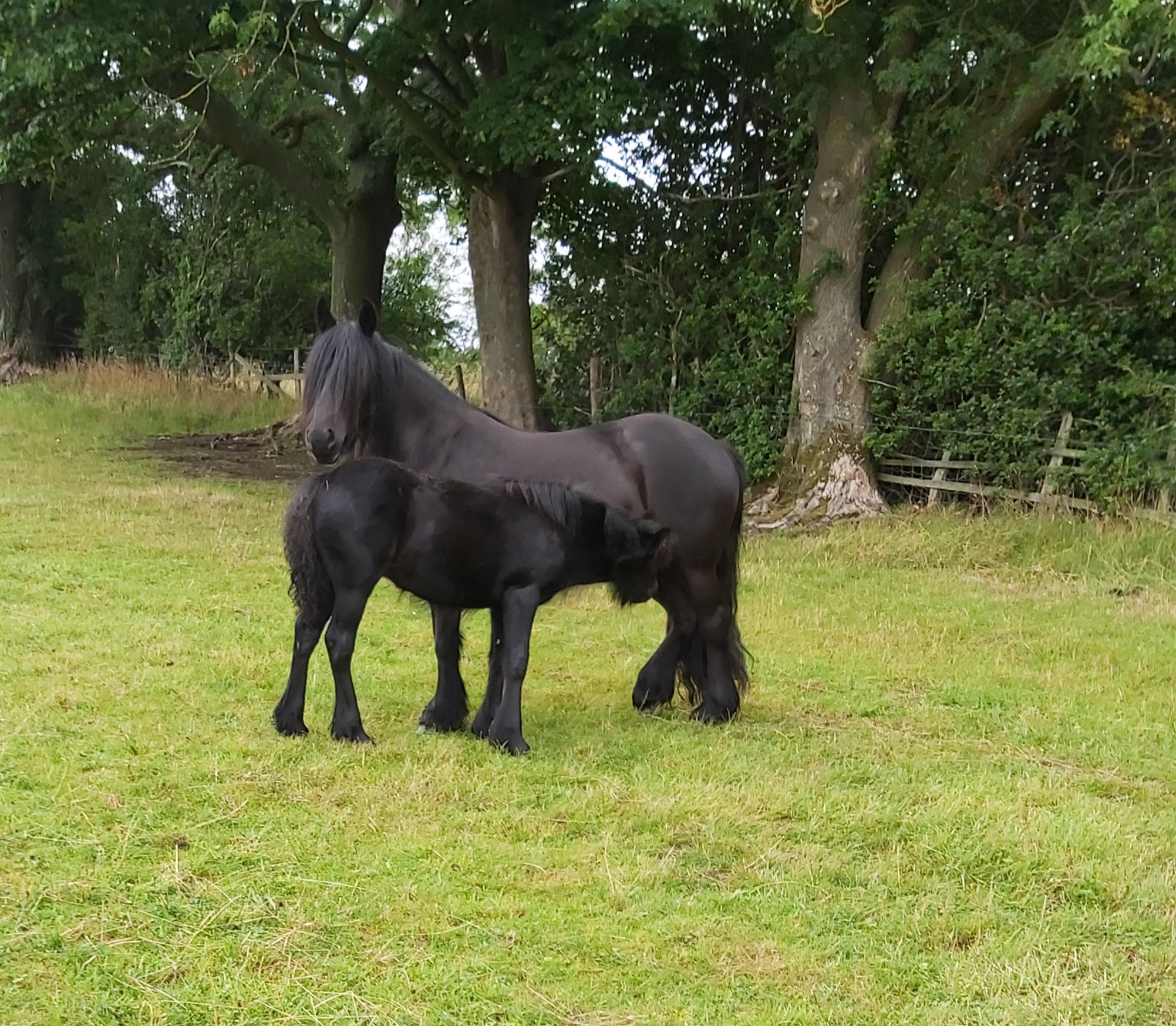 black mare and foal in a field