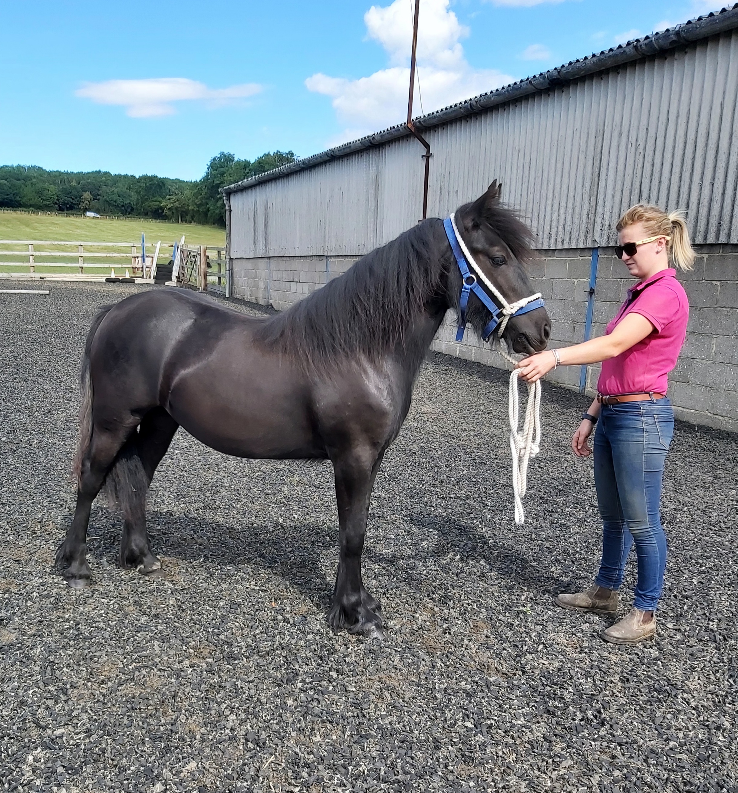 black pony and handler in an outdoor arena