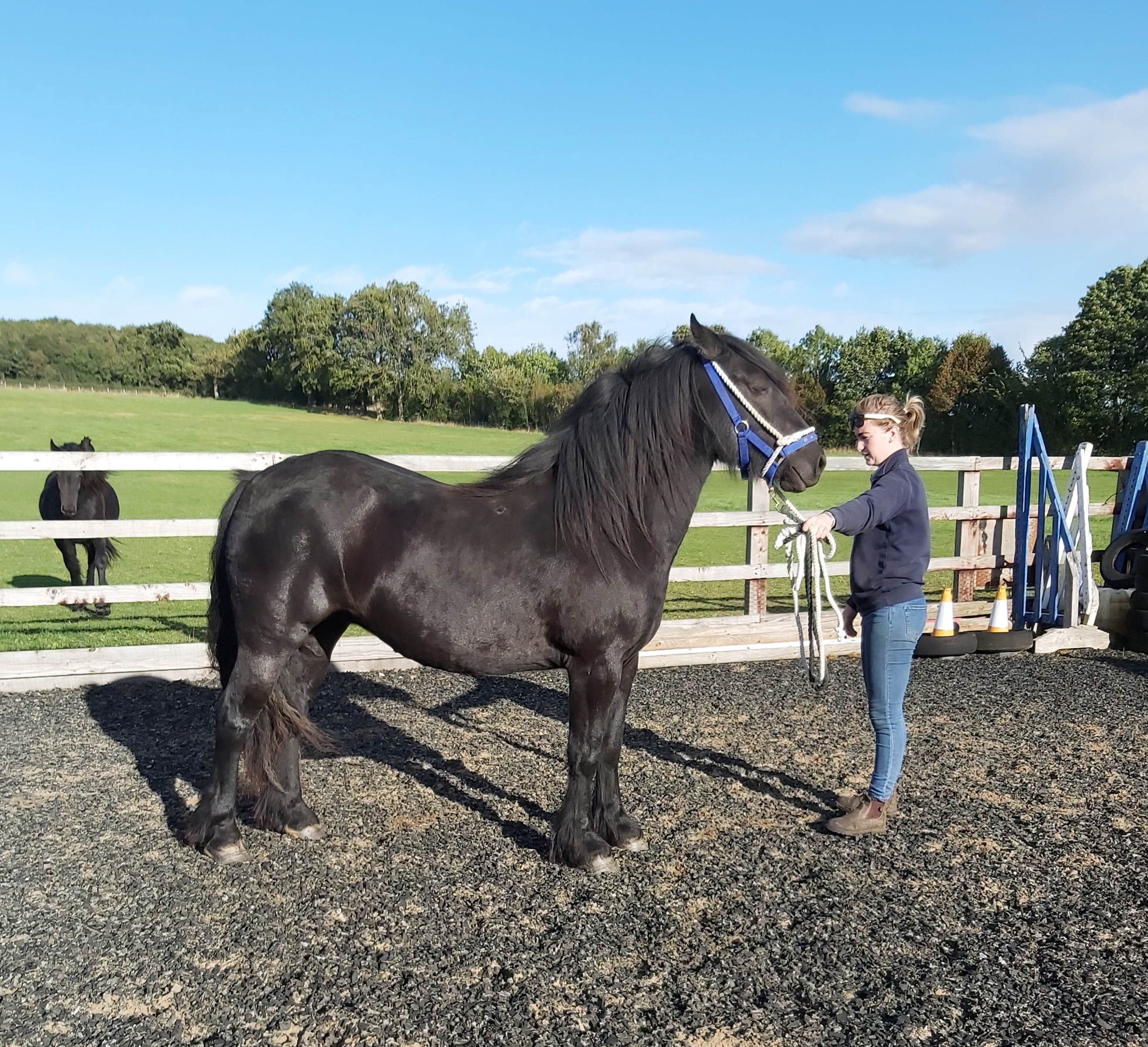 black pony in an outdoor arena