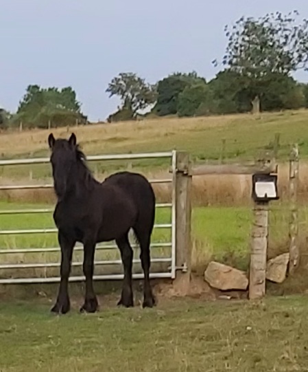 black pony in a field, beside a fence