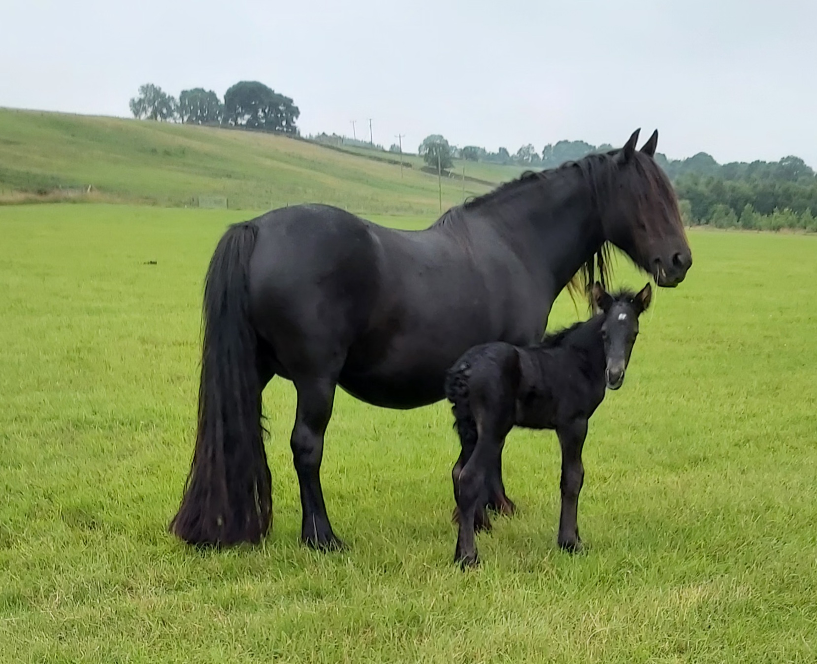 Black mare and foal in a green field