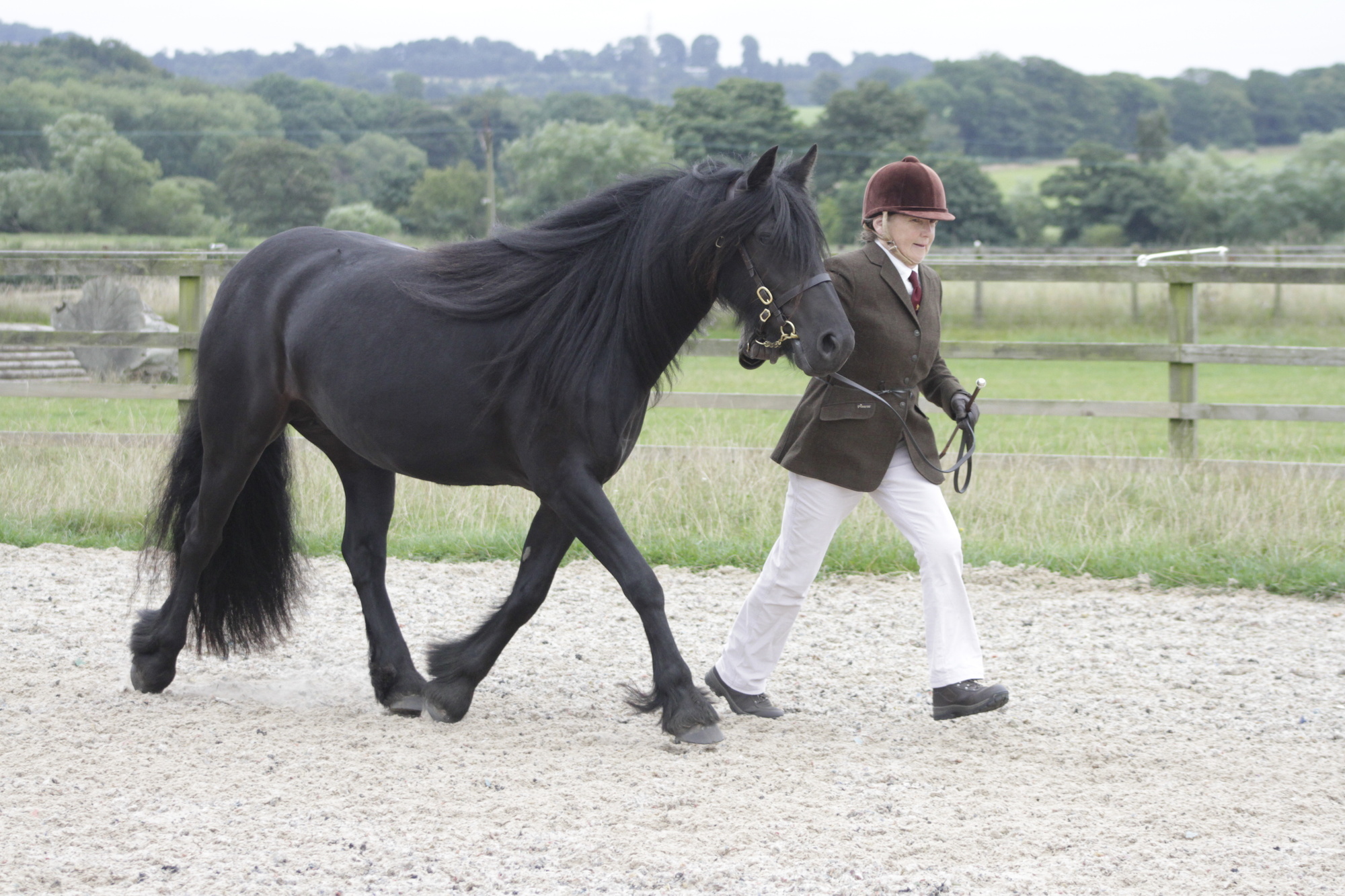 black mare and handler trotting at a show