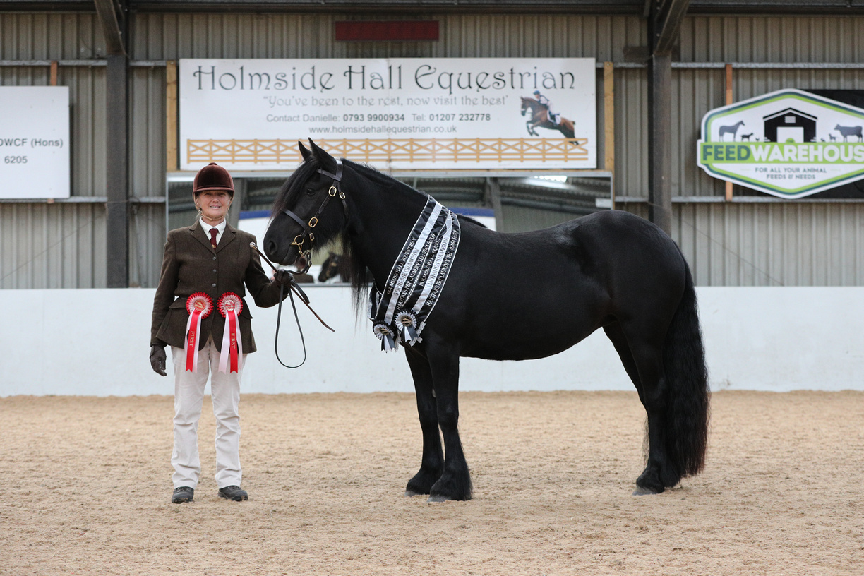 black mare and handler with rosettes