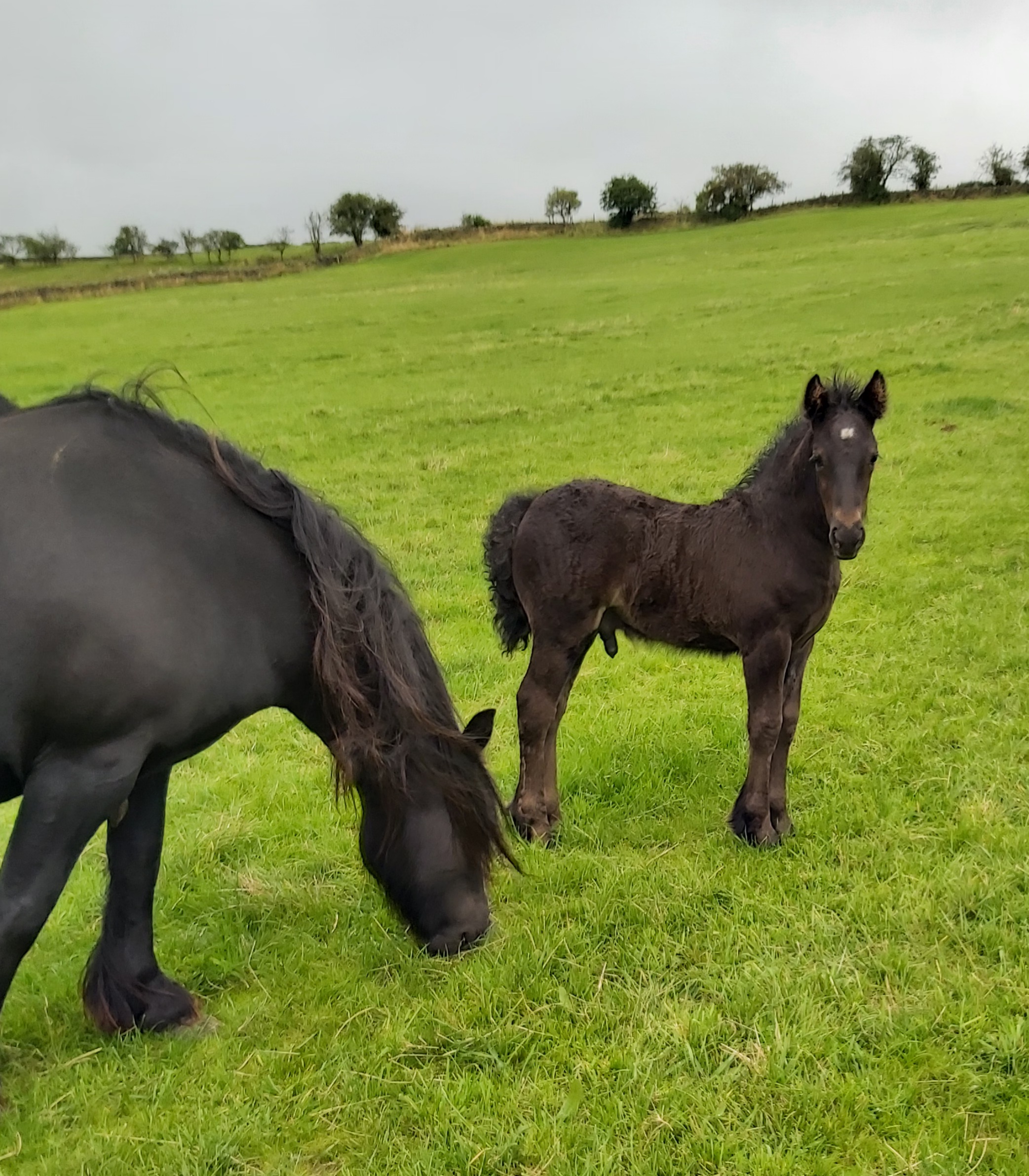 black foal in a field