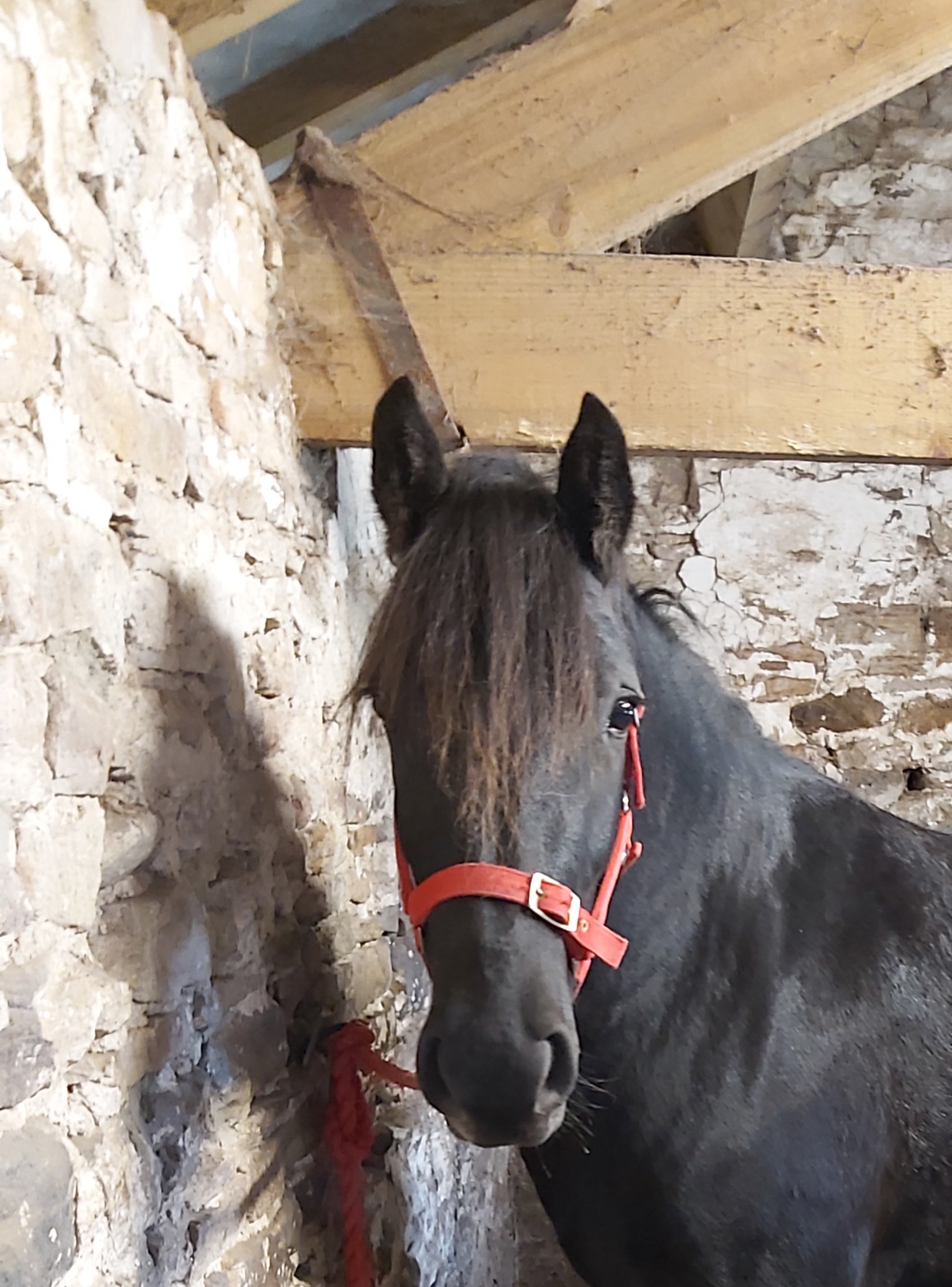 head portrait of black pony wearing a red headcollar