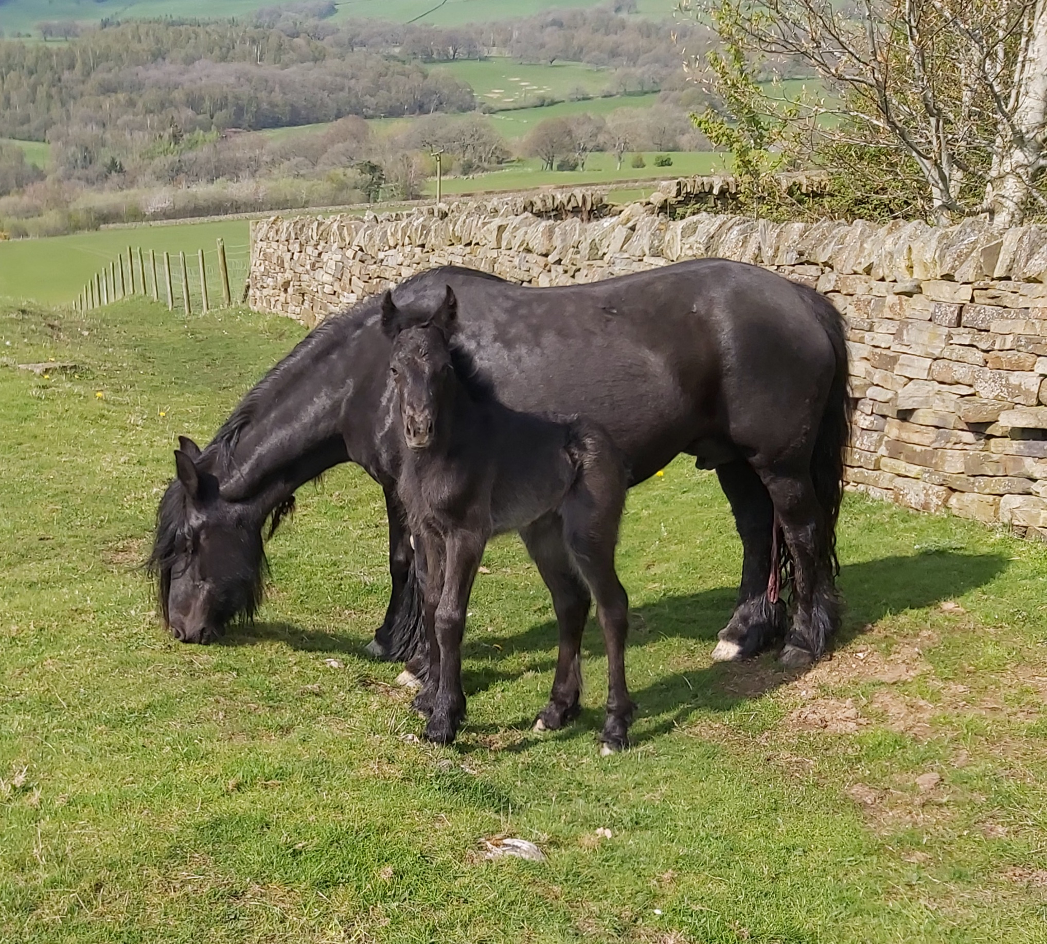 black fell pony mare and foal