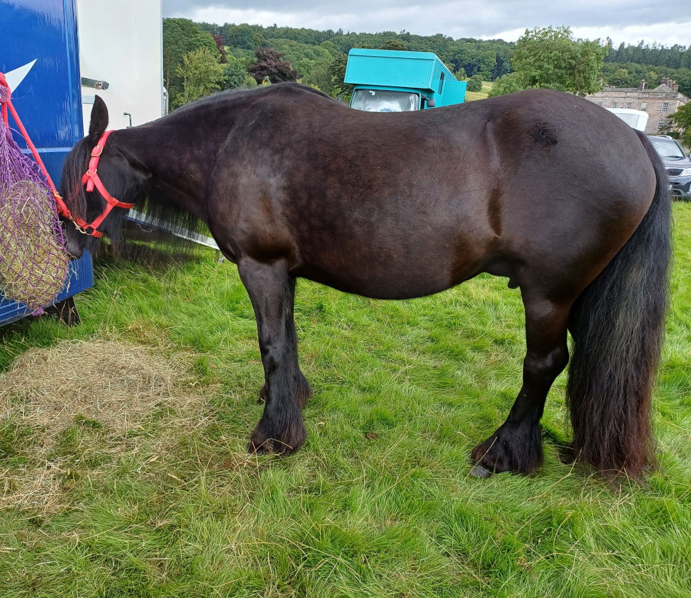 Black Magic at the Breed Show 2023