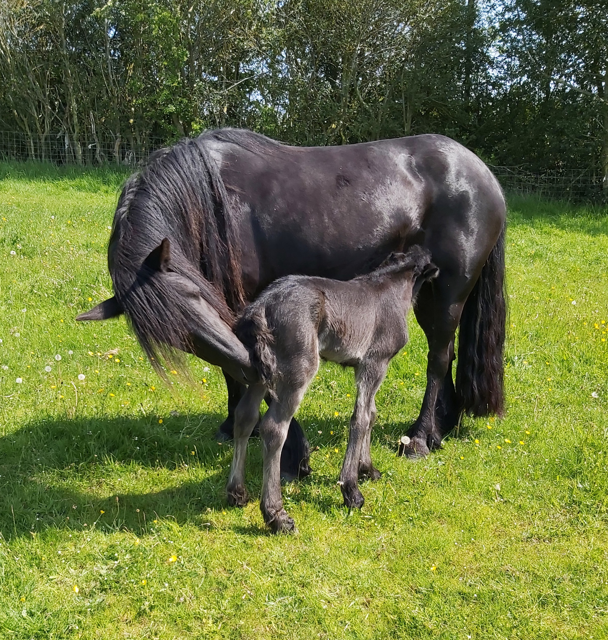 black pony mare and foal
