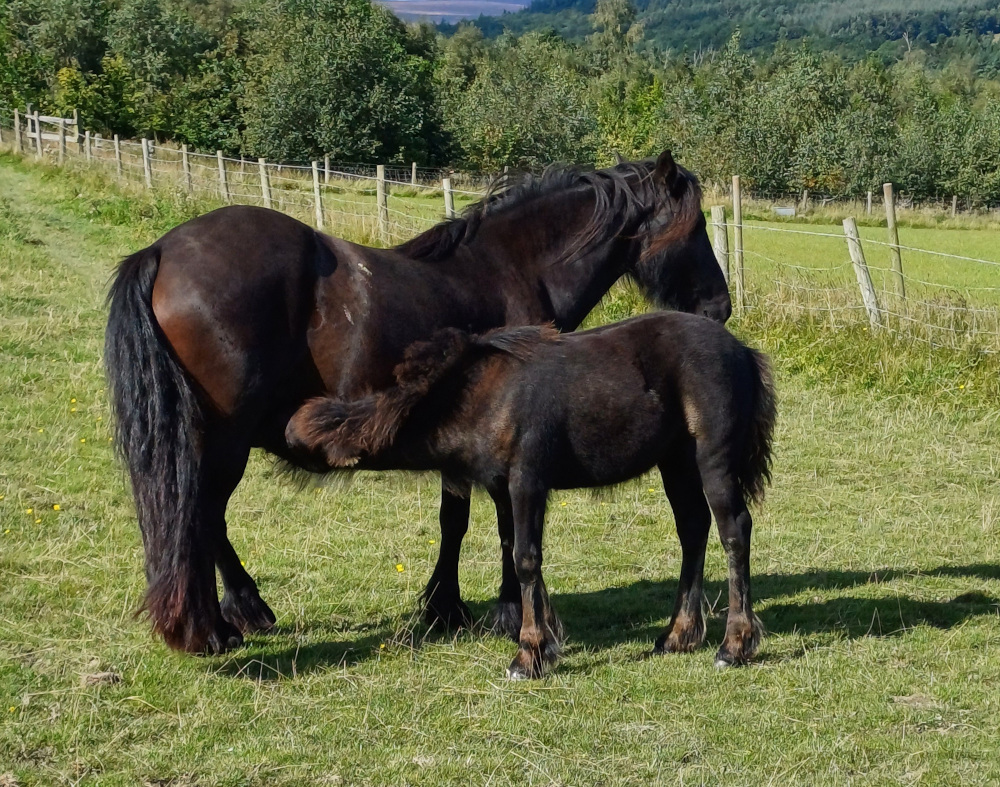 black mare with her foal in a green field