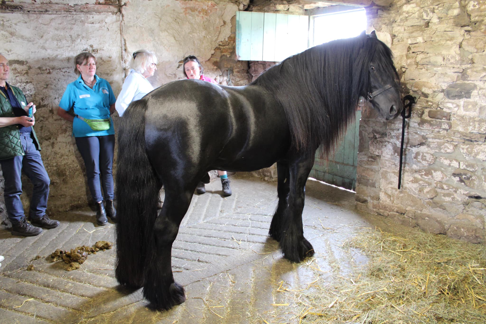 black fell pony stallion 