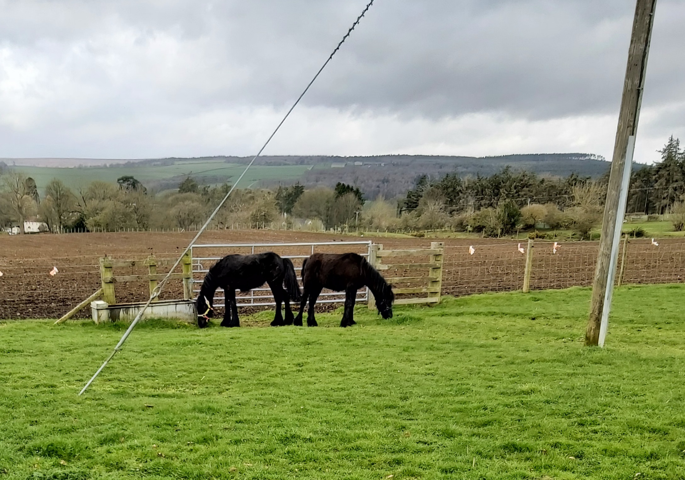 black yearling ponies in a field