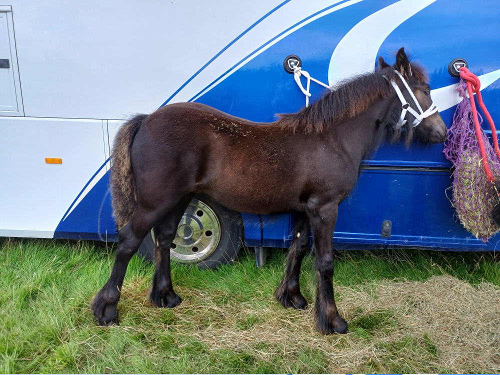 black foal beside a blue horsebox