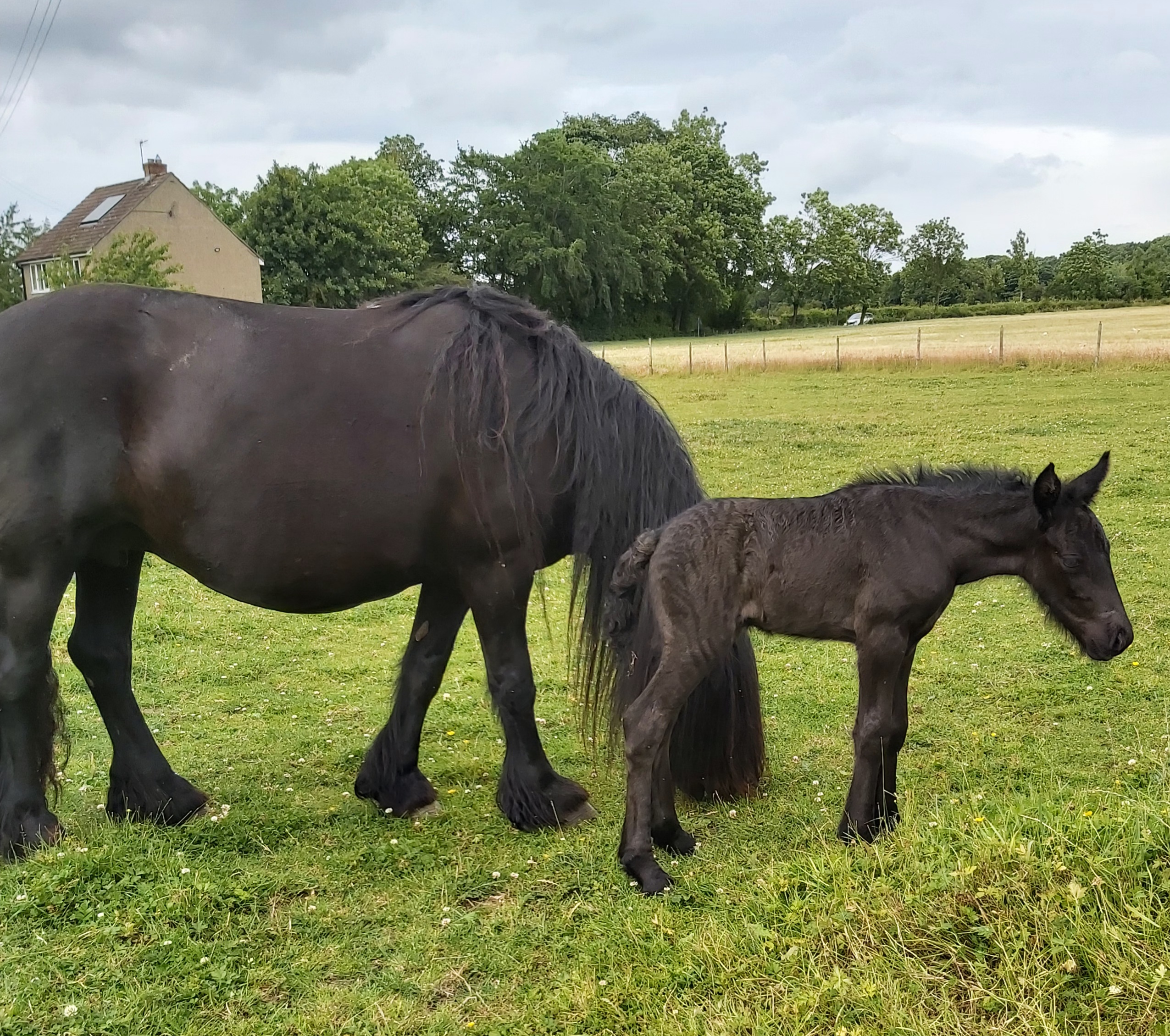 black foal with her mother
