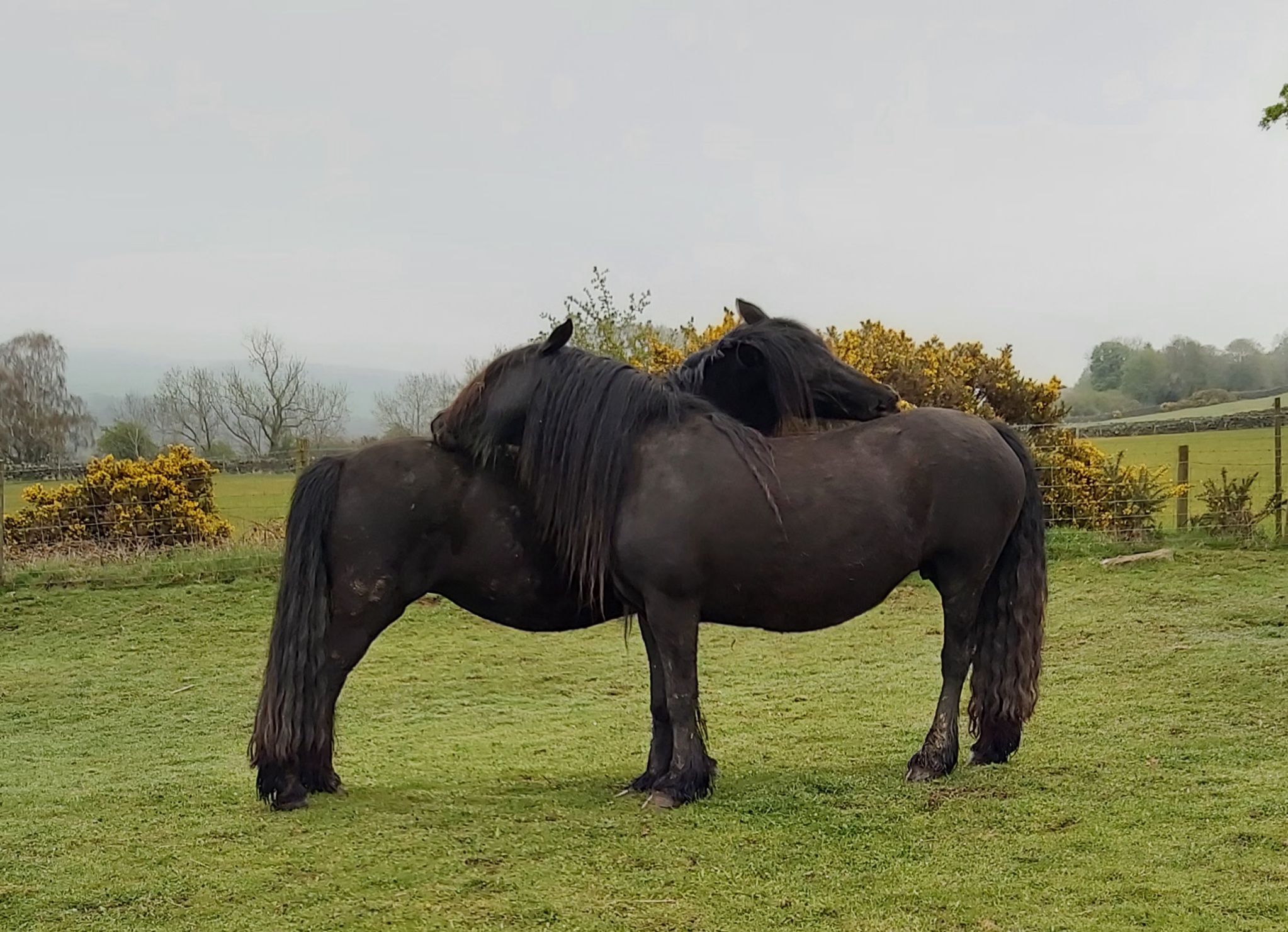 2 black mares grooming each other