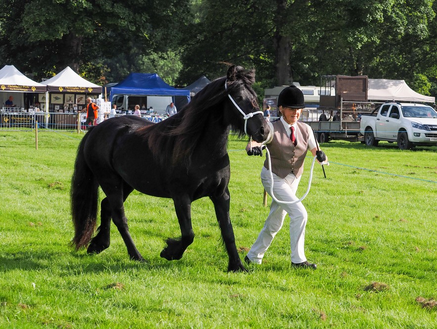 Black mare and handler running on a green show field