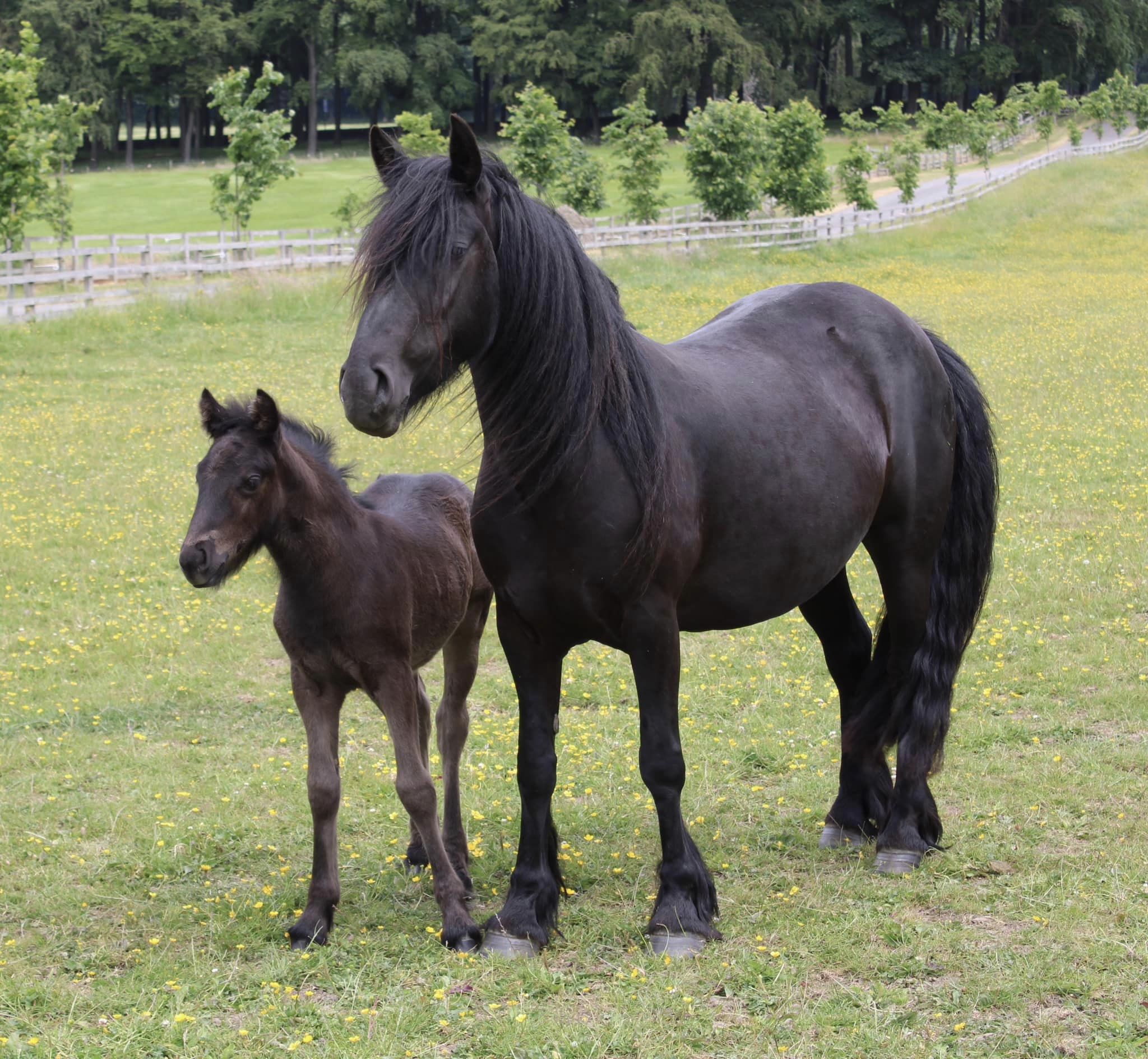 black Fell pony mare and foal