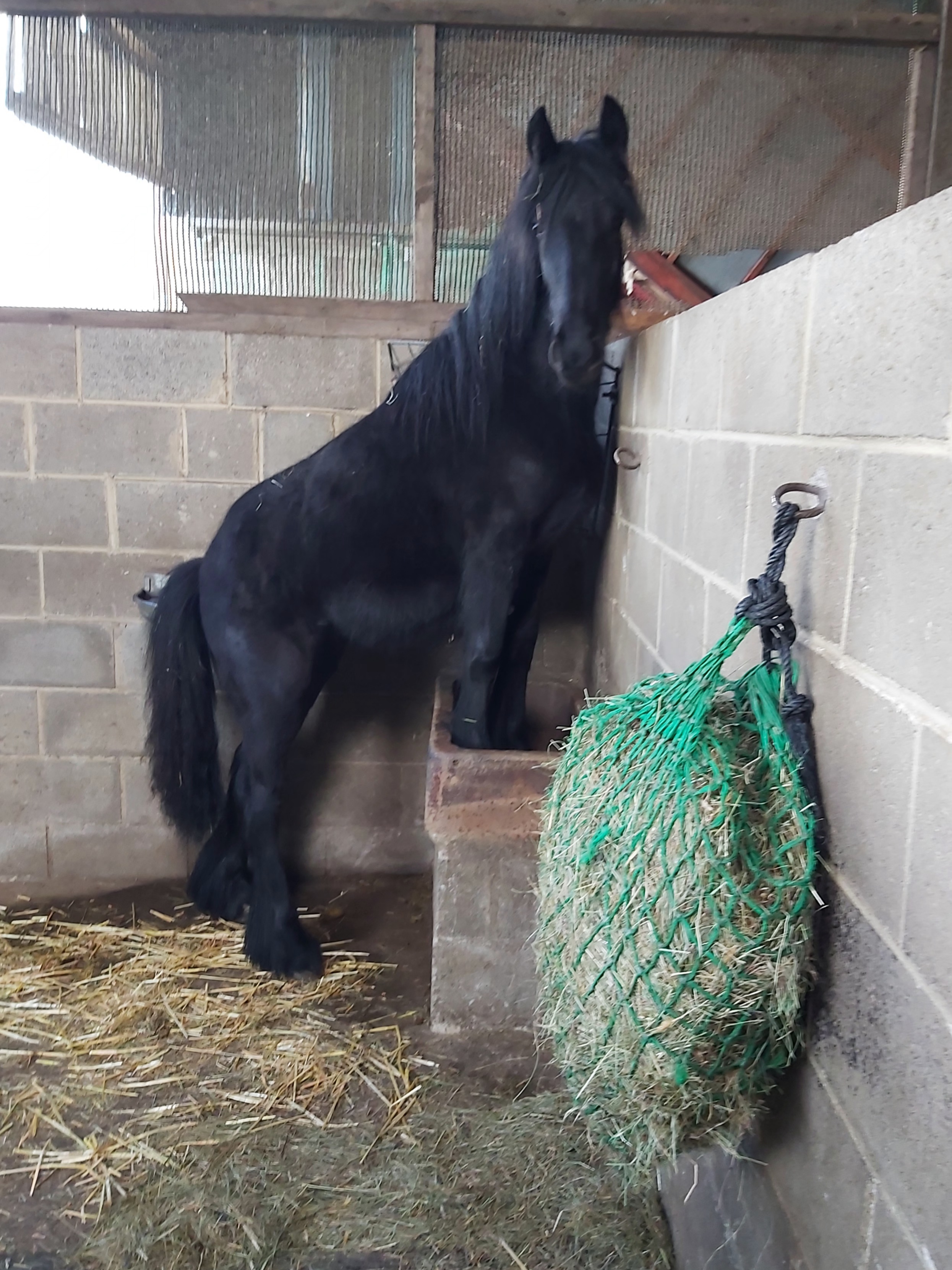 black pony using a step to see over a block wall