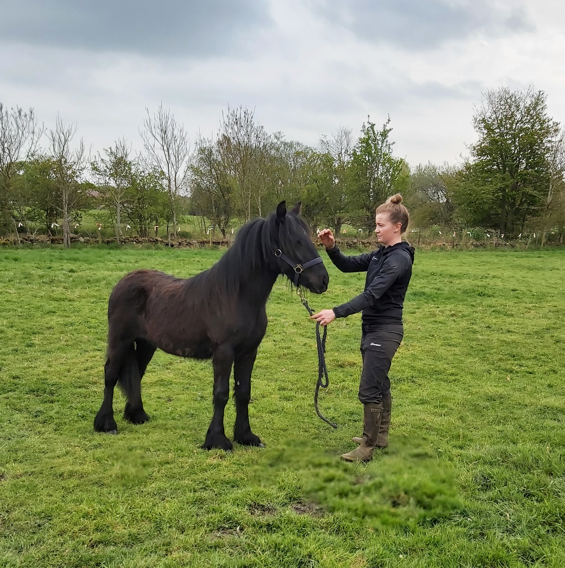 black yearling pony and handler